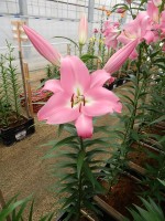 [5159 Tabledance MakTL No02.JPG]